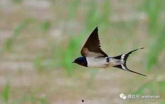 天涯爆料燕子最新一期,燕子最新一期揭秘惊人内幕 第2张 天涯爆料燕子最新一期,燕子最新一期揭秘惊人内幕 第2张